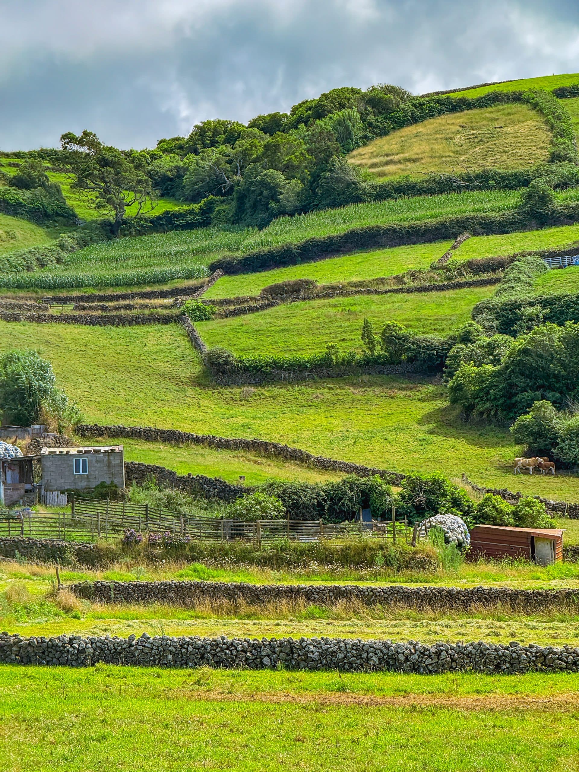 Campos da Ilha Terceira