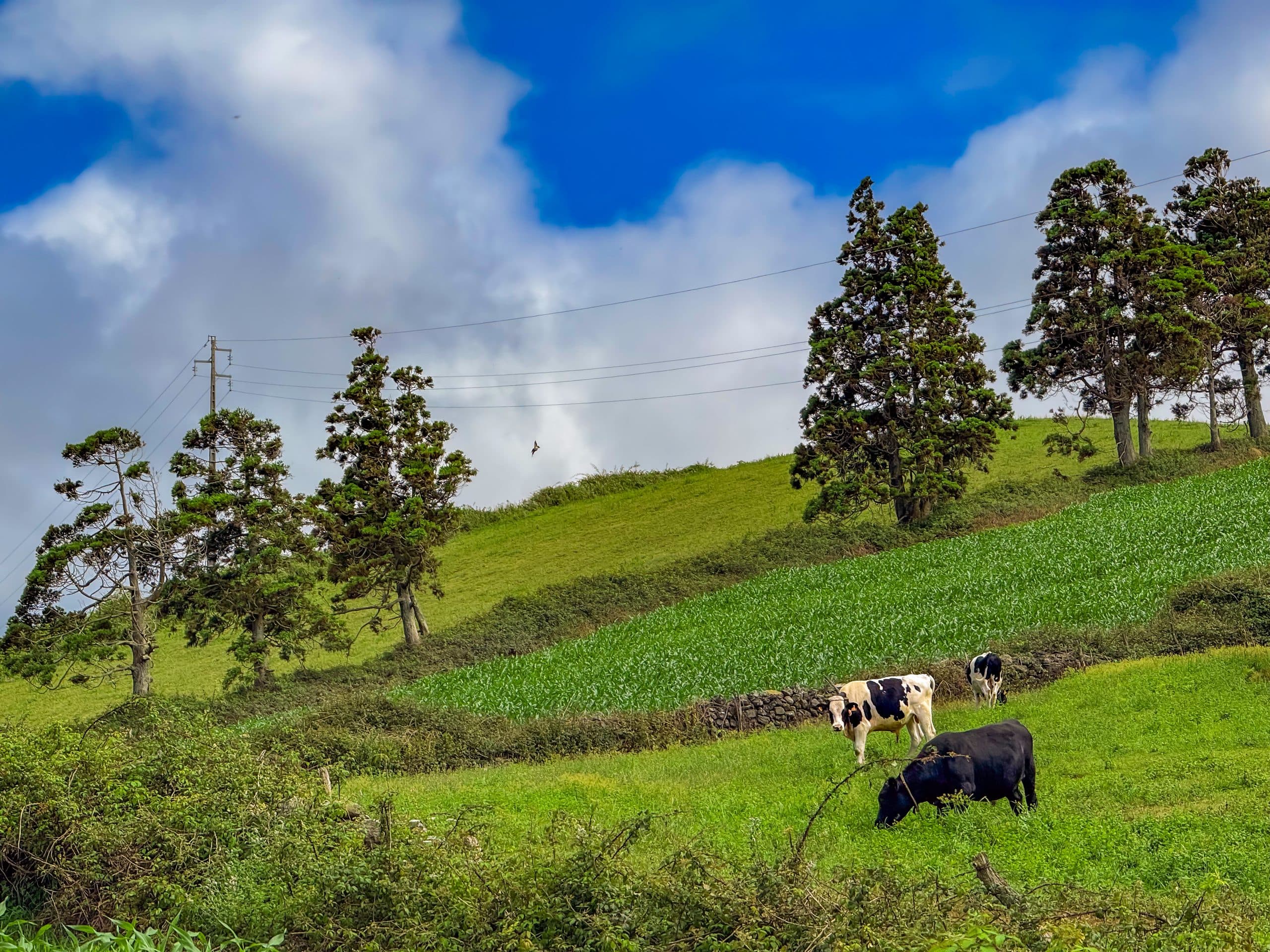 Pastagens da Ilha Terceira